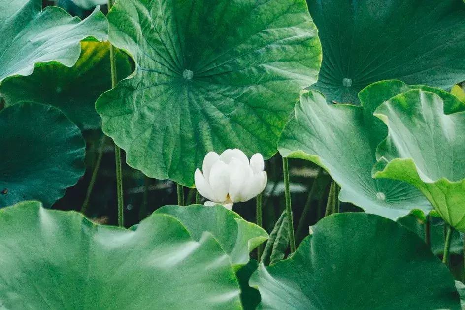 成都最美荷花池,成都荷花池有哪些