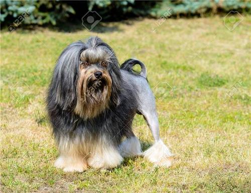 世界最贵的五种狗狗,全世界最贵的狗狗多少钱一只