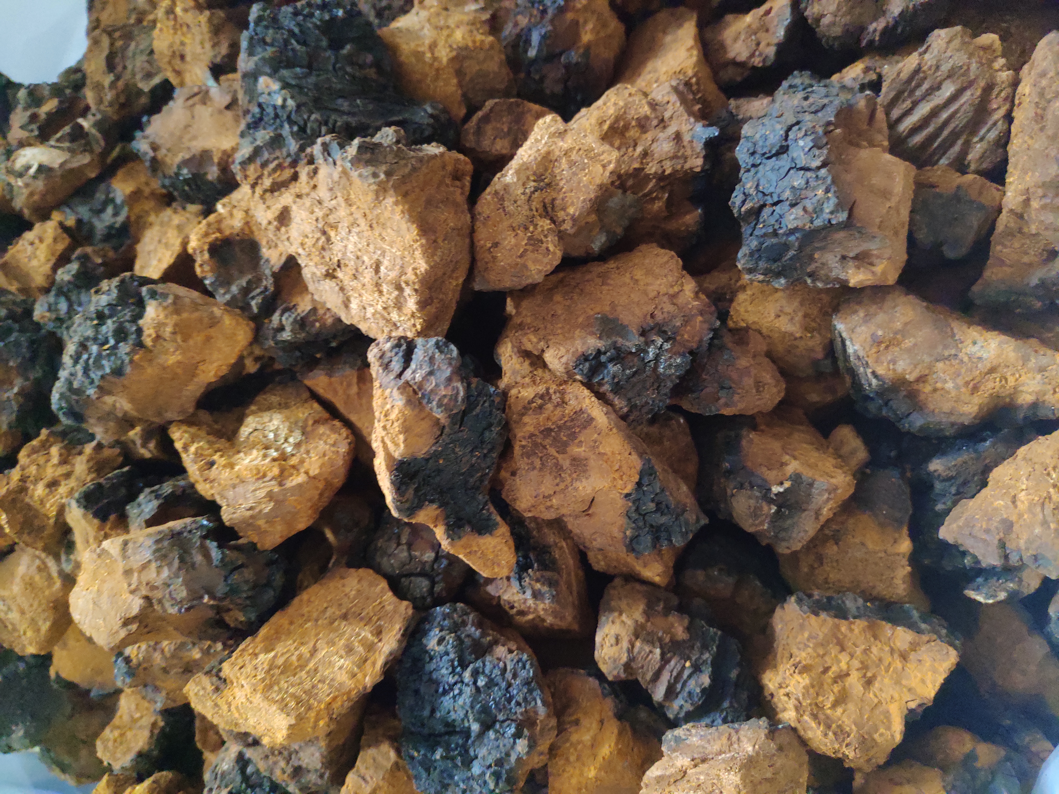 最火爆的桦树汁视频,最近很火的桦树茸