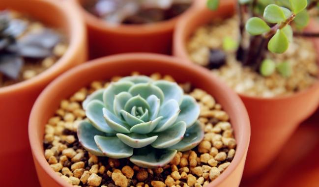 多肉玉蝶怎么度夏天,多肉玉蝶怎么度夏