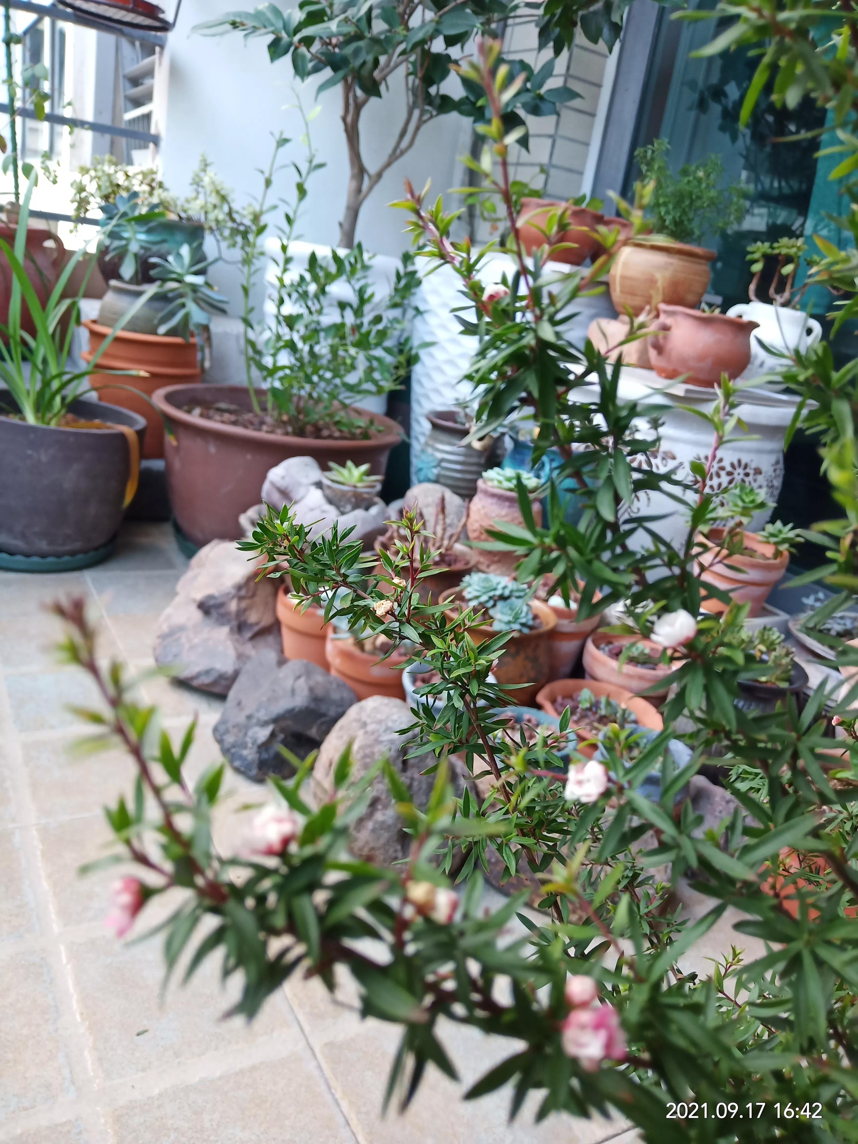 松红梅醒花方法,松红梅催花