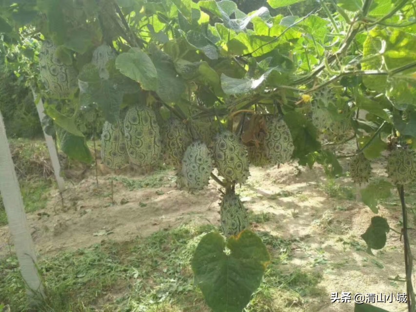 带刺的火参果,天价火参果