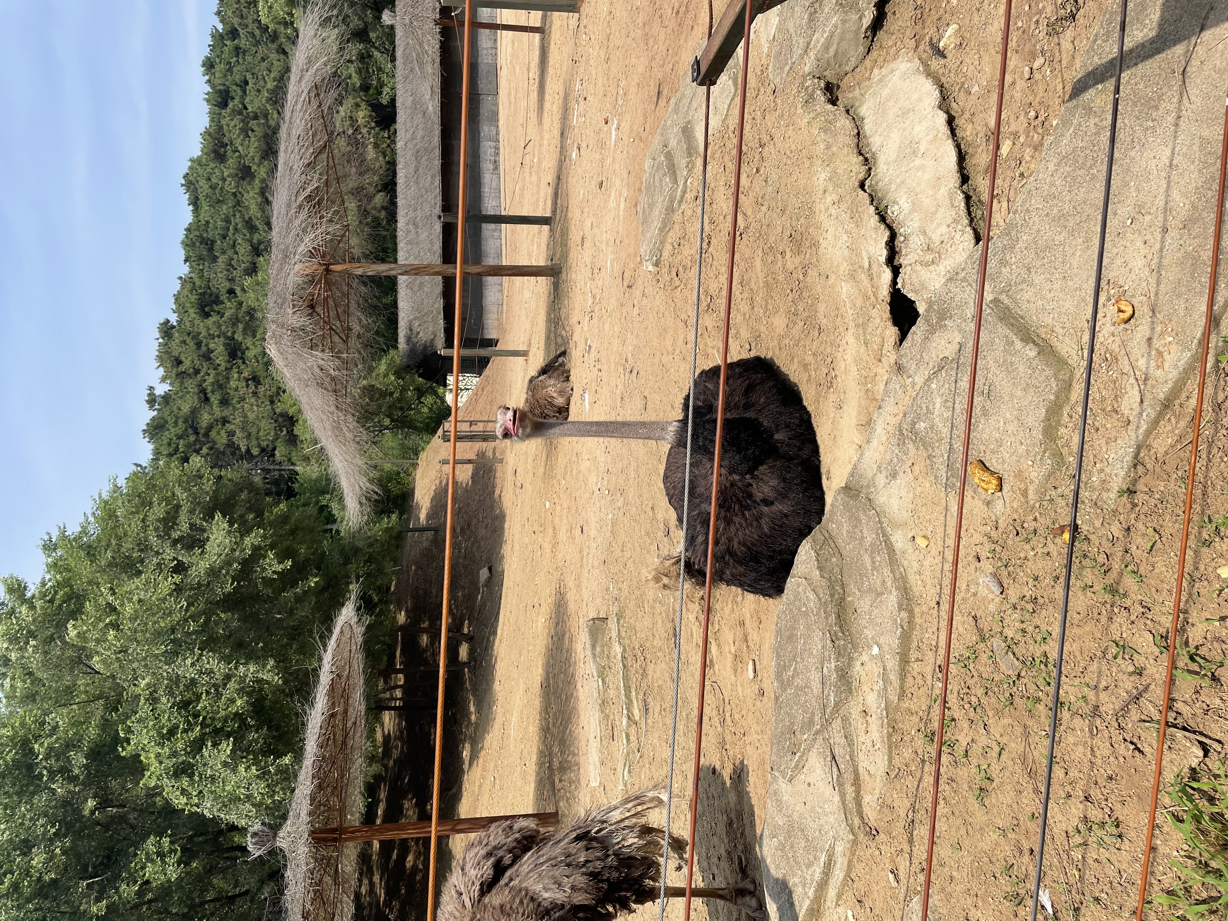 沈阳森林动物园春游,五一小长假去沈阳森林动物园游玩