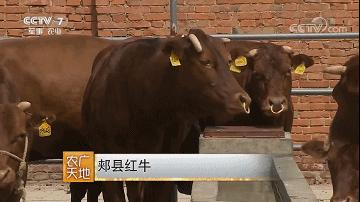 牛年吃牛肉牛气冲天,牛气冲天砂锅牛肉
