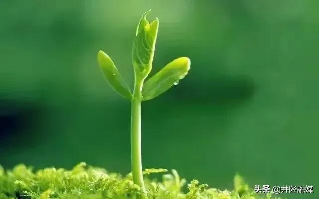 致敬清明烈士照片,致敬清明祭英烈网上祭扫照片