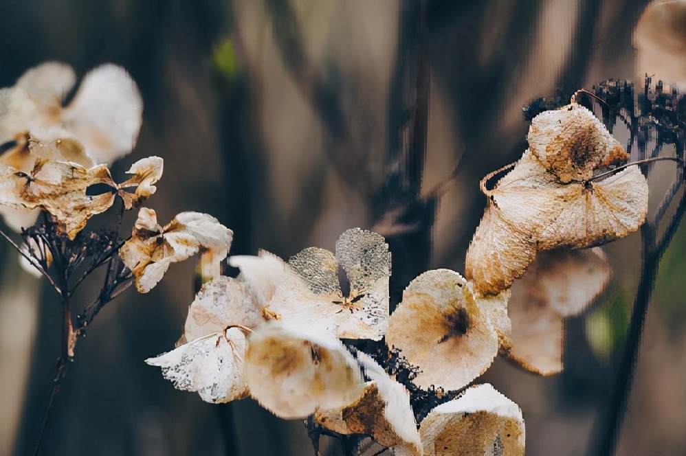 爱情中木讷被动的四大星座,对爱情口是心非的星座男