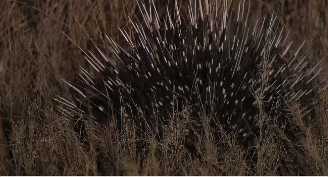 蜜獾两小时后继续享用毒蛇,蜜獾凶猛攻击人类