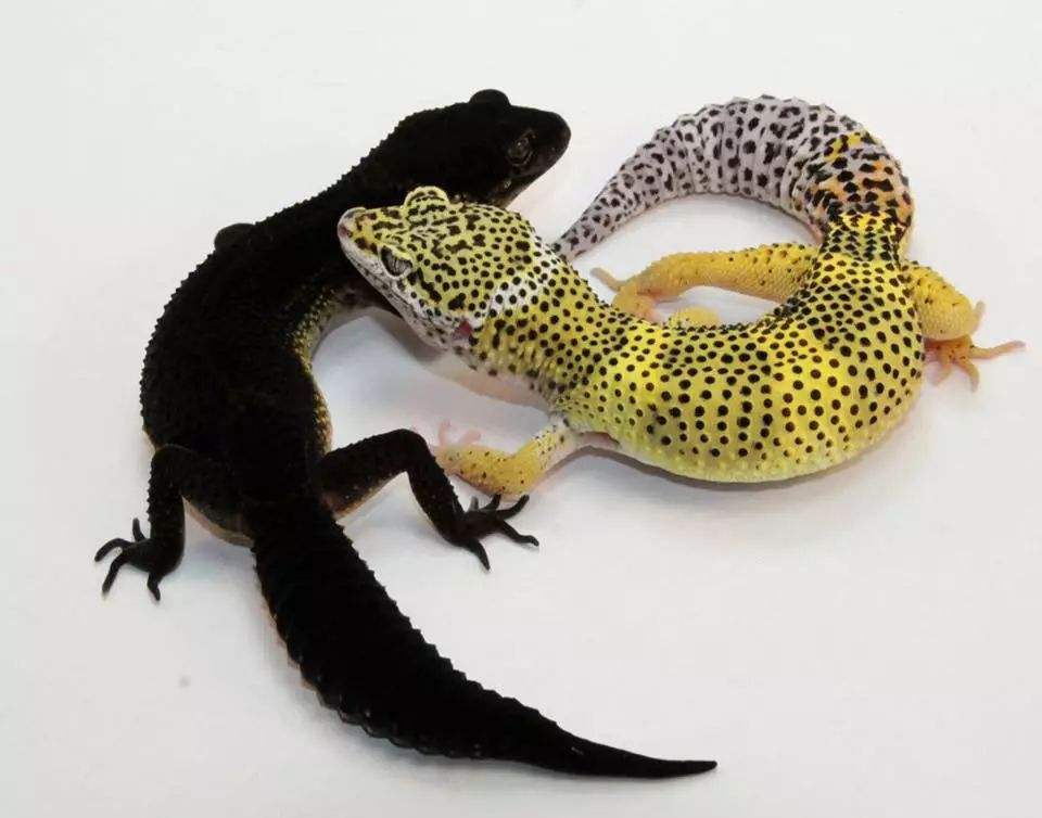 守宫砂真实案例,守宫砂能避孕吗