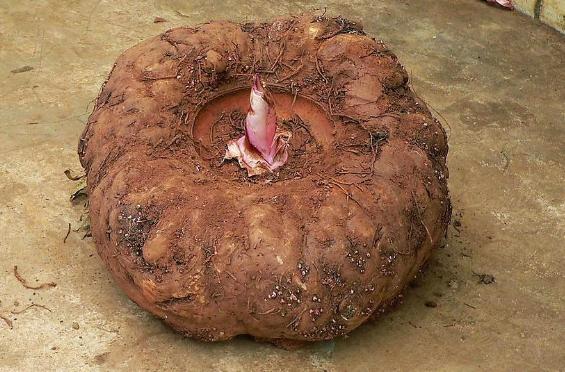 四种剧毒蔬菜,十种自带毒性的蔬菜