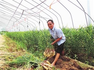 苦瓜套种大田怎么种植,苦瓜套种莴笋技术视频