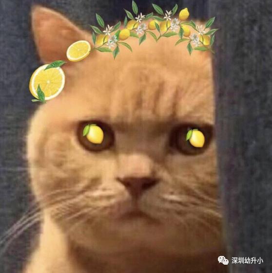 深圳5个区21所新学校预计今年招生,深圳新建大学最新消息