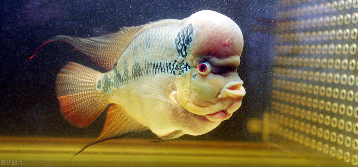 罗汉鱼成长的几个阶段,罗汉鱼火凤凰成长的各个阶段