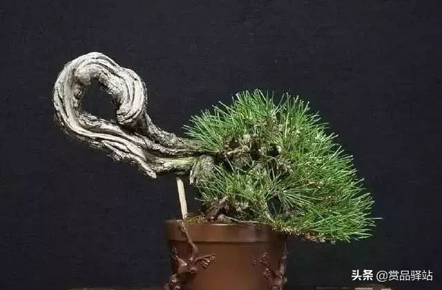 黑松盆景寓意 (黑松盆景风水)