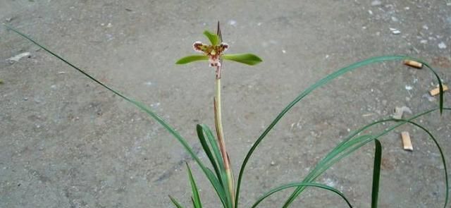 豆瓣兰养护方法,豆瓣兰深养还是浅养