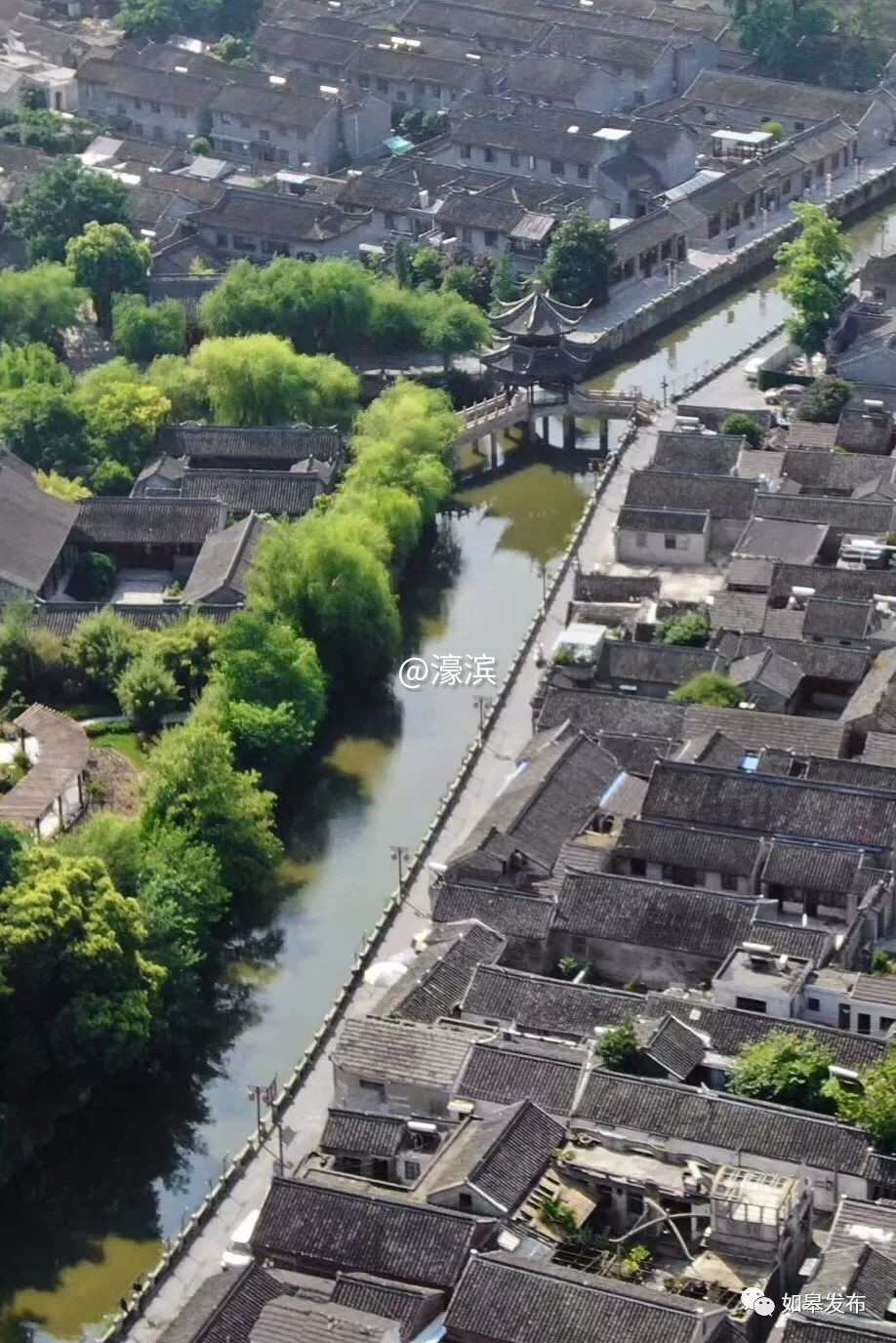 什么是如皋蝶尾,如皋的特点