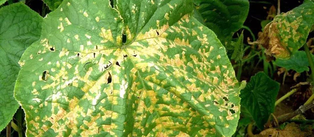 大蒜素和春雷霉素混用治什么病,大蒜素和春雷霉素属于什么性