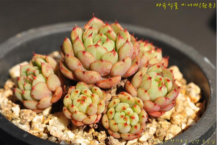 多肉公主艺术造型,韩国画多肉的女孩