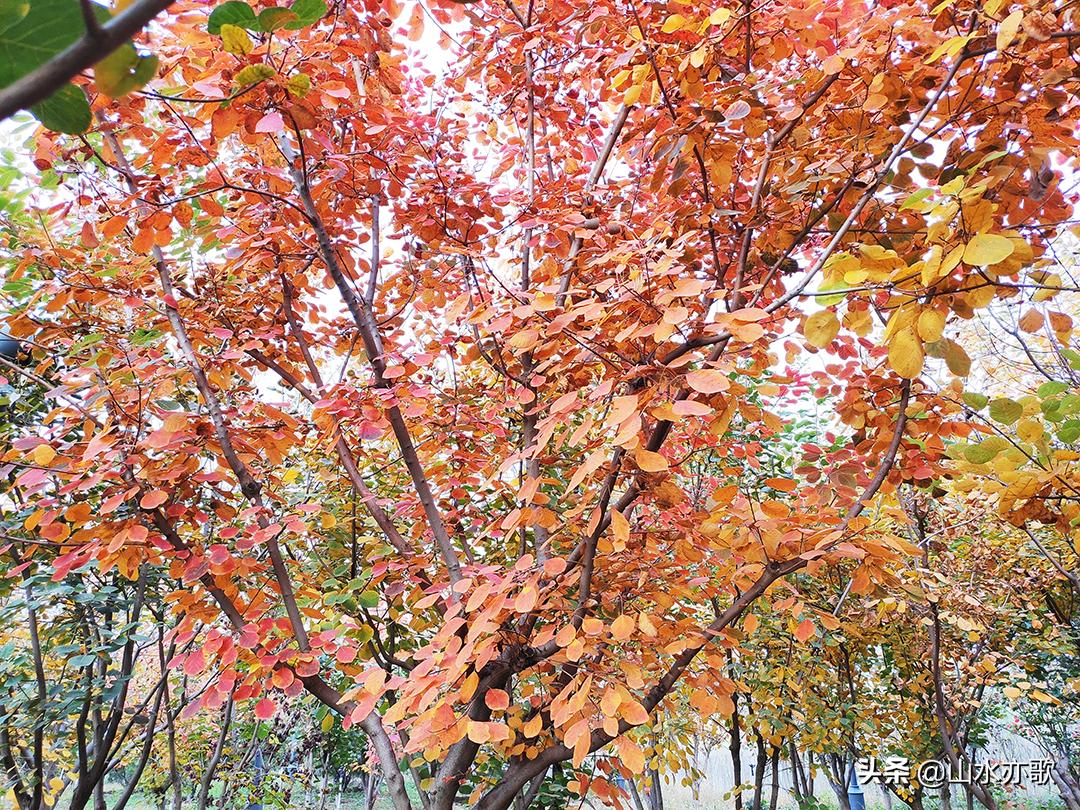 石家庄滹沱河生态区风景如画,石家庄市滹沱河美景