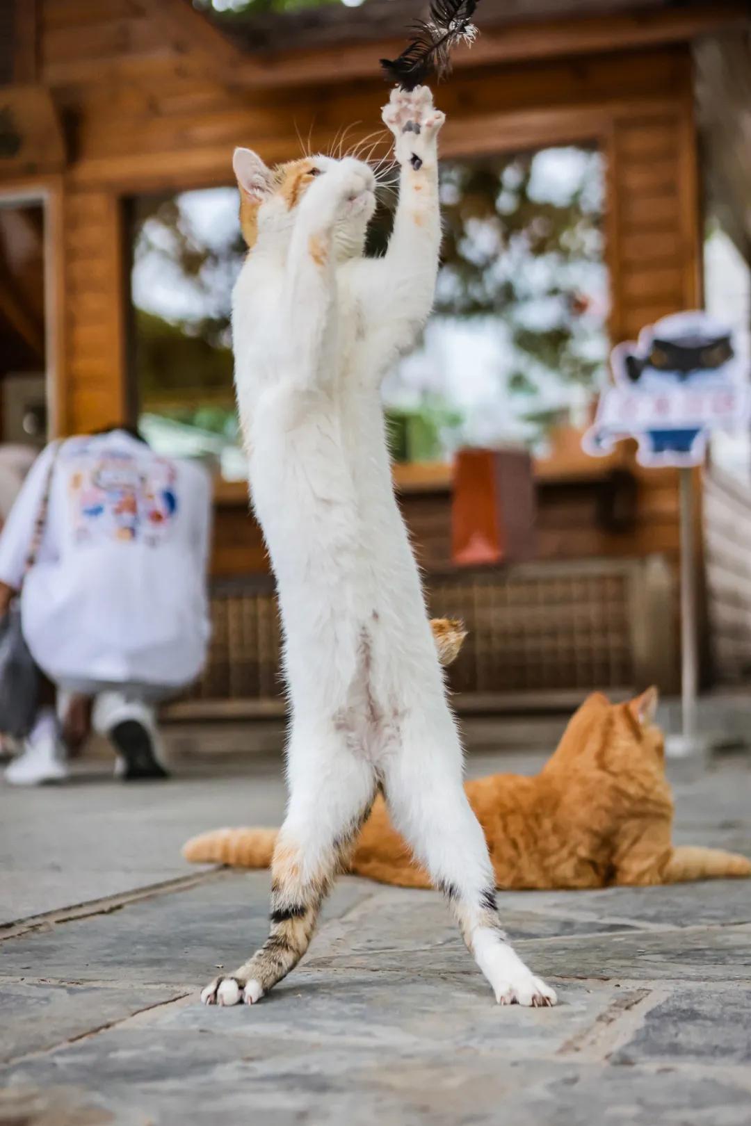 米麒麟：我掉缸怎么了？