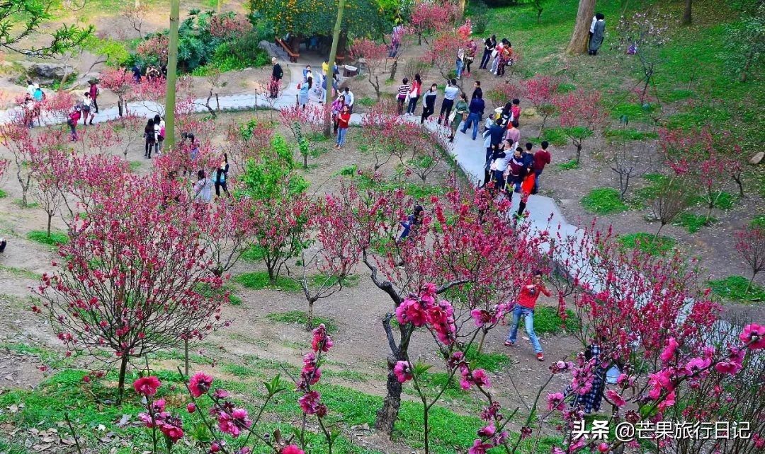 广州除了萝岗还有什么地方看梅花,广州萝岗还有梅花看吗