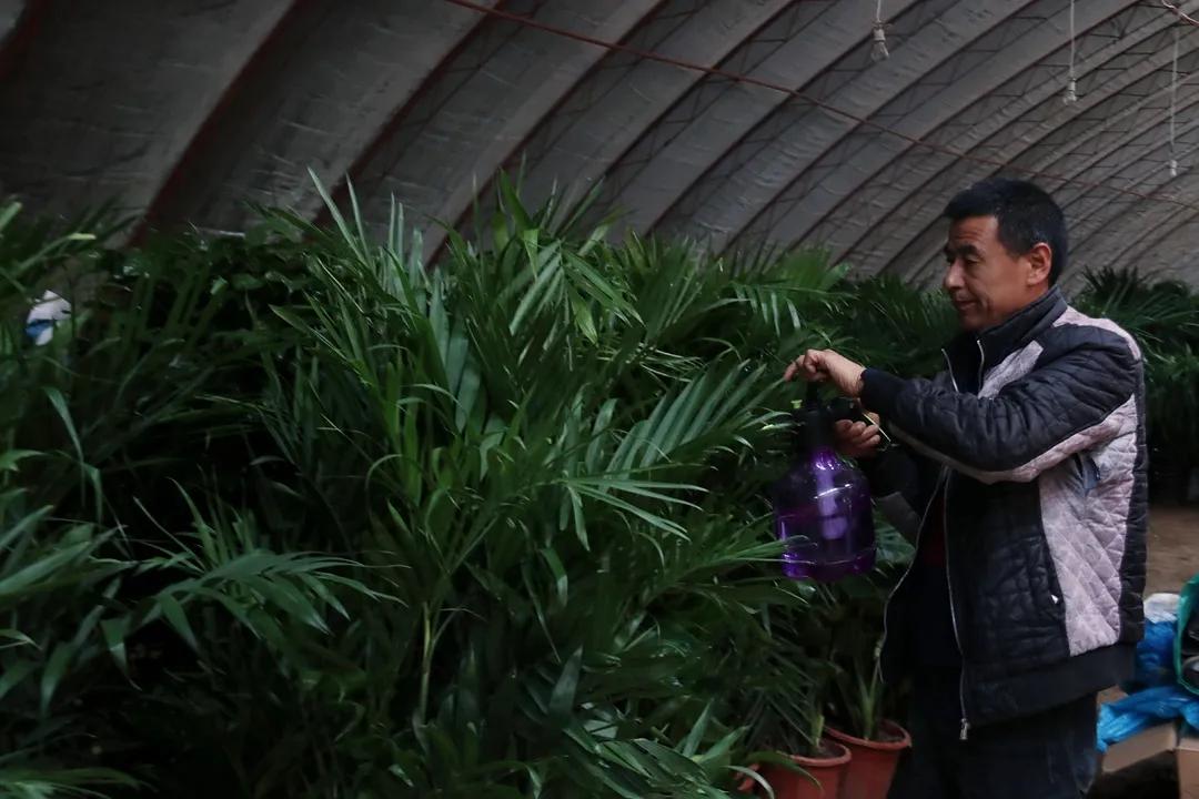 做好服务我们全力以赴,做好绿化养护工作