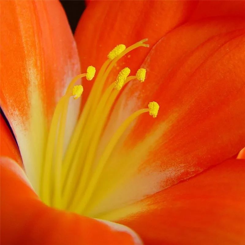 2019真实鲜花图片,2023鲜花爆款图文