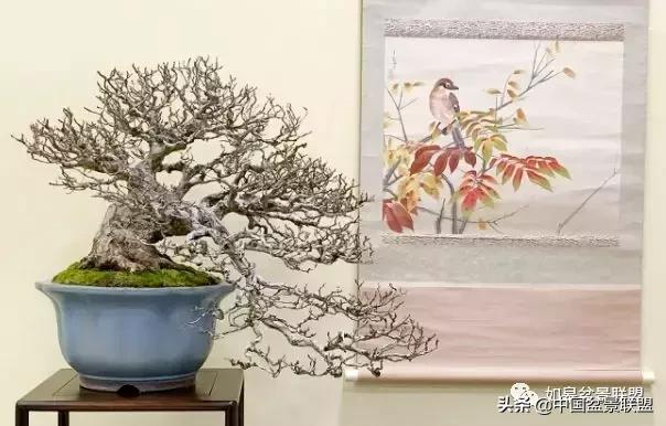 日本盆景巨匠木村正彦作品全程 (木村正彦盆景作品)