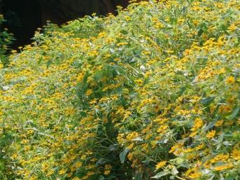 松山湖片区最新房价,松山湖片区有什么楼盘