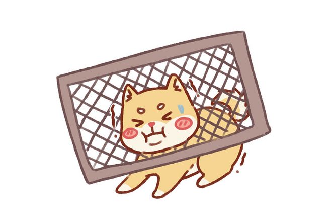 柴犬老是张嘴想咬人但又不是真咬,柴犬好养吗咬人吗