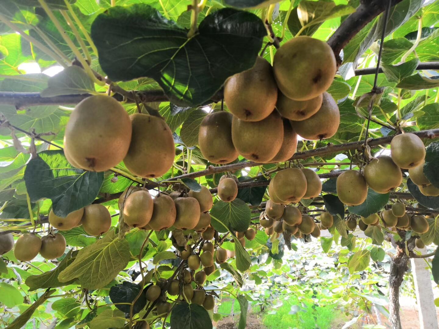 杨凌力丰种植专业合作社猕猴桃,一斤猕猴桃的利润