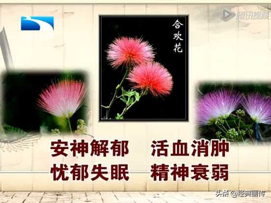 花卉合欢花,花卉健康养生