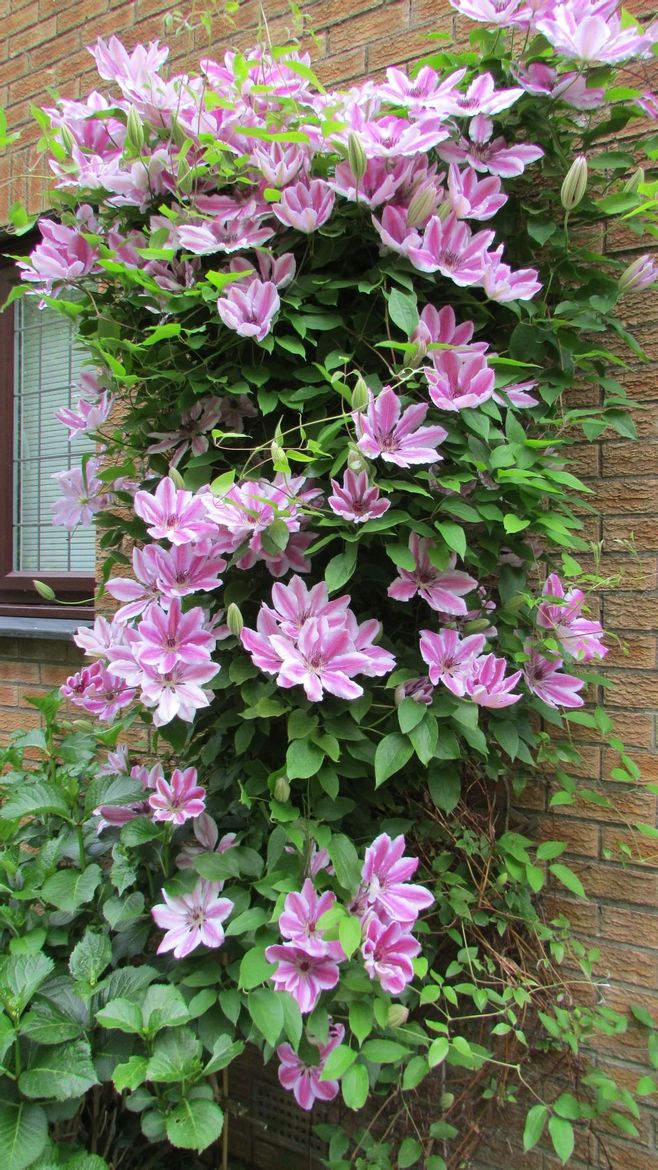 家里种了一颗爬墙花,家里种爬藤蔷薇好吗