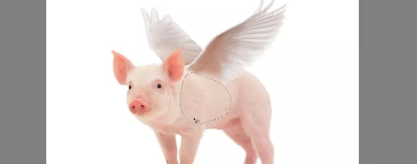 ps花仙子合成教程,ps合成狗狗教程