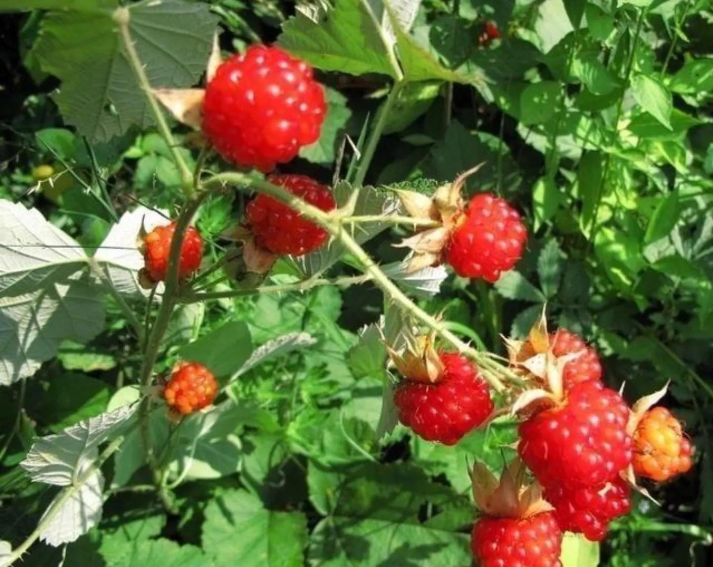 安徽宿松:农村不得不说的天然野味,80、90后肯定都吃过