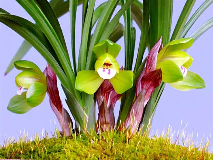 春兰天彭牡丹香味好吗,春兰天彭牡丹兰花简介