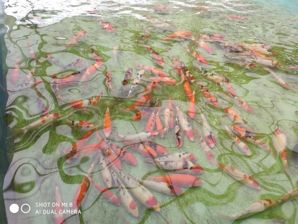 爱鲤养殖,爱鲤是什么意思