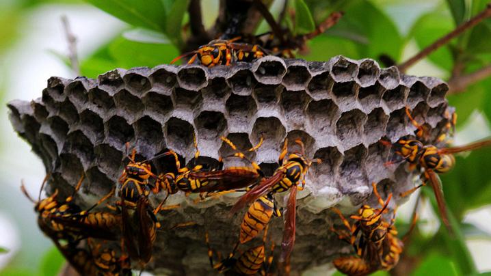 被马蜂蛰伤就医,被马蜂蛰伤休克