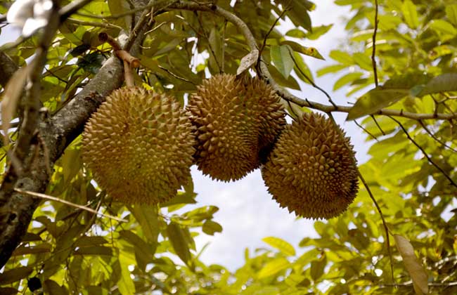 10种果子图片大全,100种果子介绍