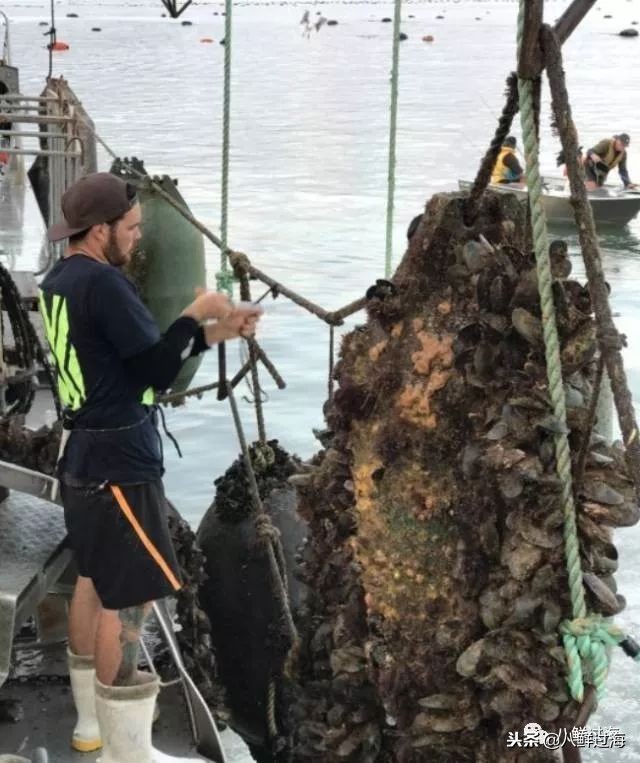 引入活青口贝、鲜帝王鲑,新西兰海产出口商的新生力量!