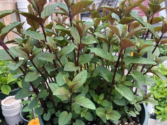 薄荷在家中养哪个品种比较好,薄荷什么品种适合养在家里