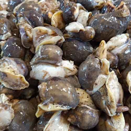 日照绿茶价格表,日照有什么好玩的地方