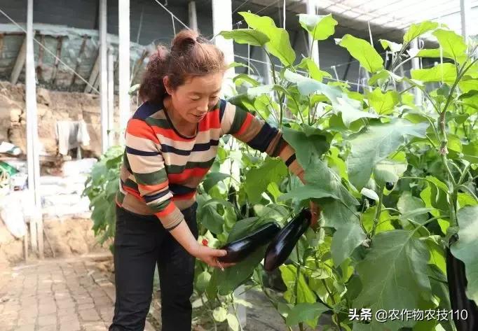 蔬菜种植自制营养土配方,菜地里加什么能让菜长得快