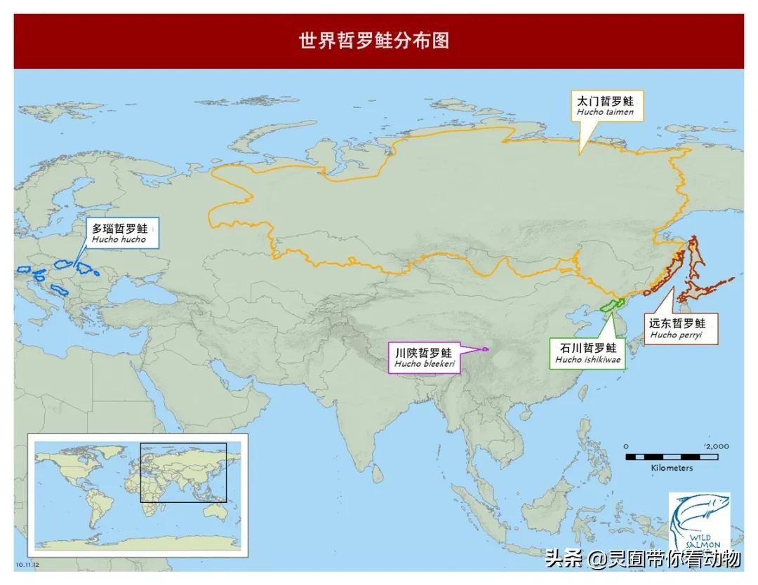 金日成爱吃的它,居然已经在国内绝迹?