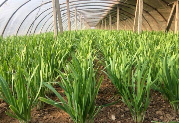 韭菜干尖和有黄白点什么原因,韭菜干尖是什么原因怎样防治