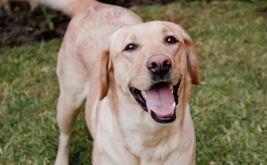 西宁市办理狗证条件,西宁市宠物狗证