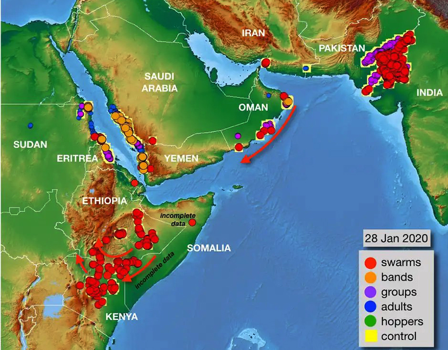 人为把蝗虫聚在一起会引发蝗灾吗,发生蝗灾蝗虫天敌去哪了