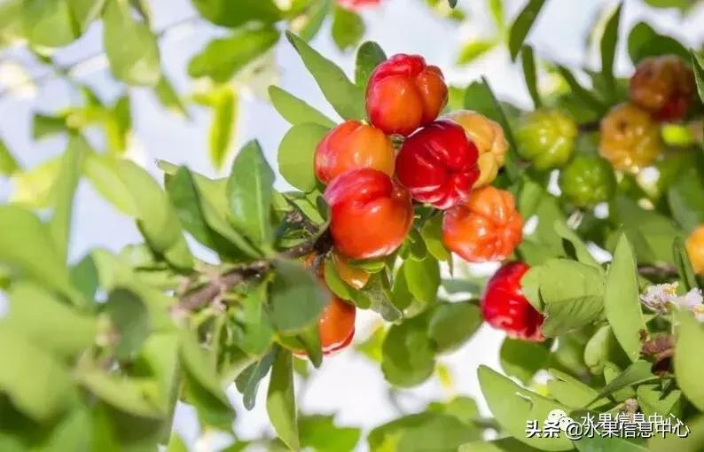 针叶樱桃不是樱桃,针叶樱桃与山樱桃一样吗