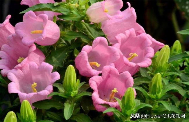 开花风铃草,开花植物金铃铛