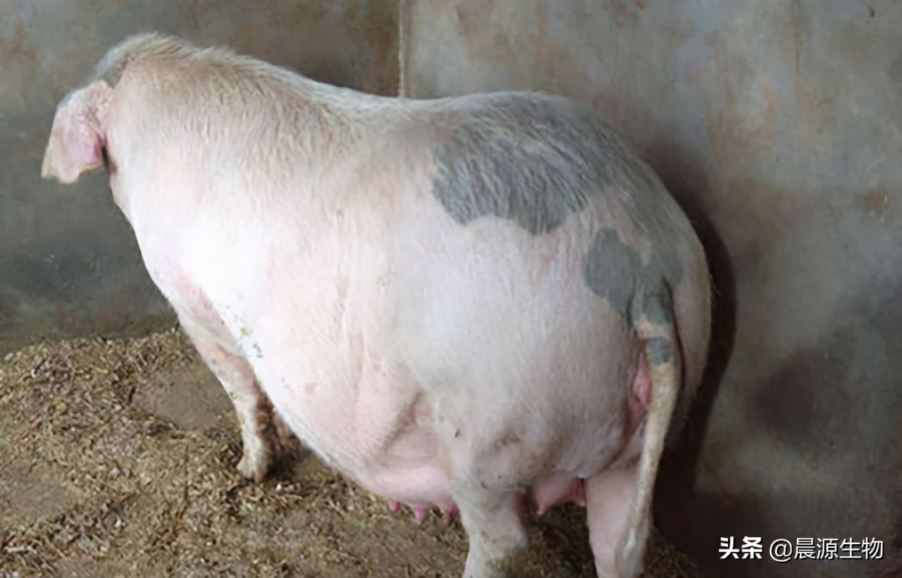 猪体温低用什么药来升温,猪体温偏低不吃食打什么针