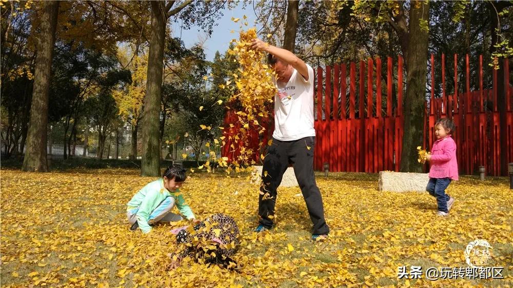 郫都区十大银杏打卡地,郫都区看银杏最好的地方
